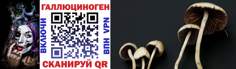 Галлюциногенные грибы Psilocybe  Мончегорск 